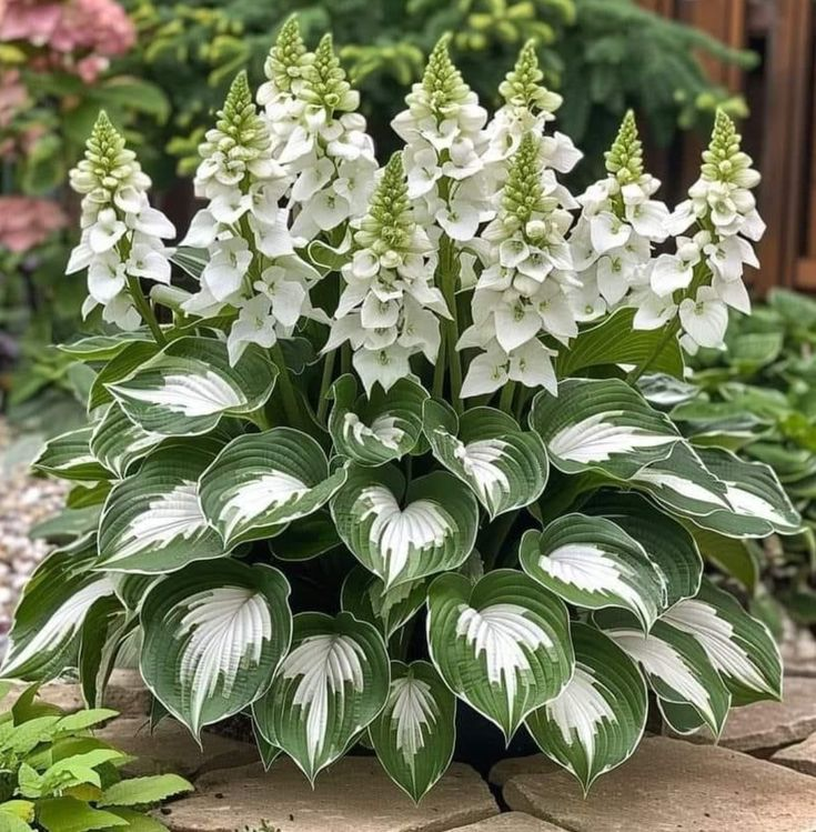 Hardy Beauty: Hosta Flowers Resistant to Shade and Cold-GR