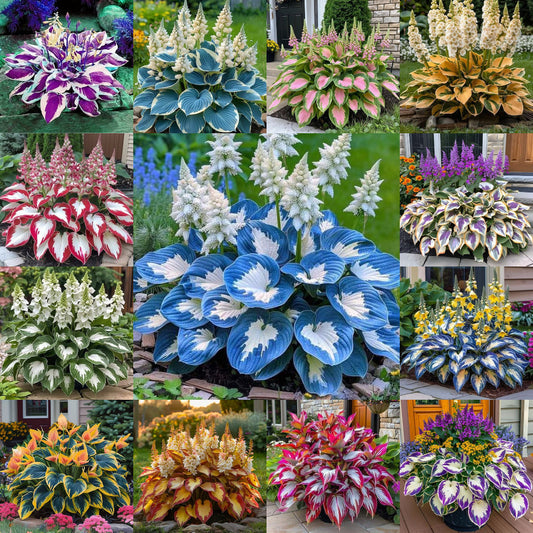 Hardy Beauty: Hosta Flowers Resistant to Shade and Cold-GR