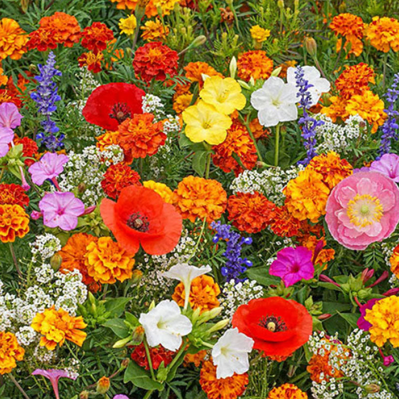 🔥Τελευταία ημέρα εκπτώσεων💐Μεικτοί σπόροι πολυετών λουλουδιών - πάνω από 60 μικτές ποικιλίες-GR