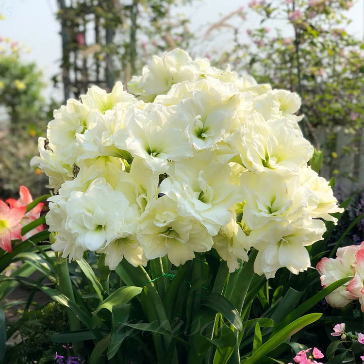Dvojnocvetoče čebulice amarilisa🌼-SL