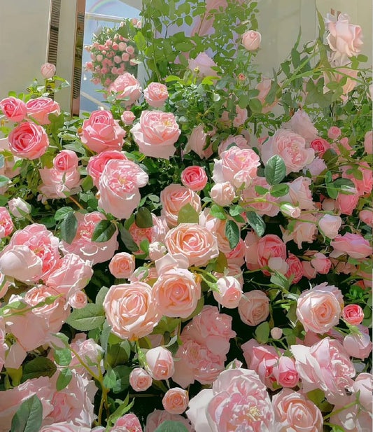 🌺 Plezalna semena vrtnic-SL