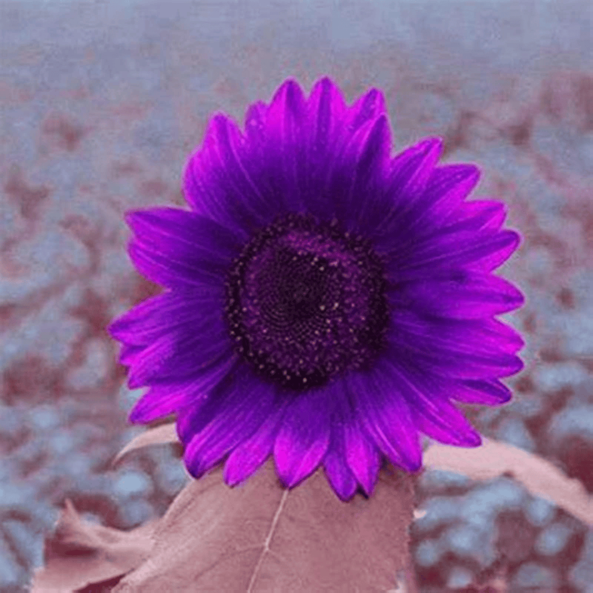 💜Σπάνιος Κήπος με Φυτά Ηλίανθου - Γιγάντιοι Μωβ Σπόροι Ηλίανθου-GR