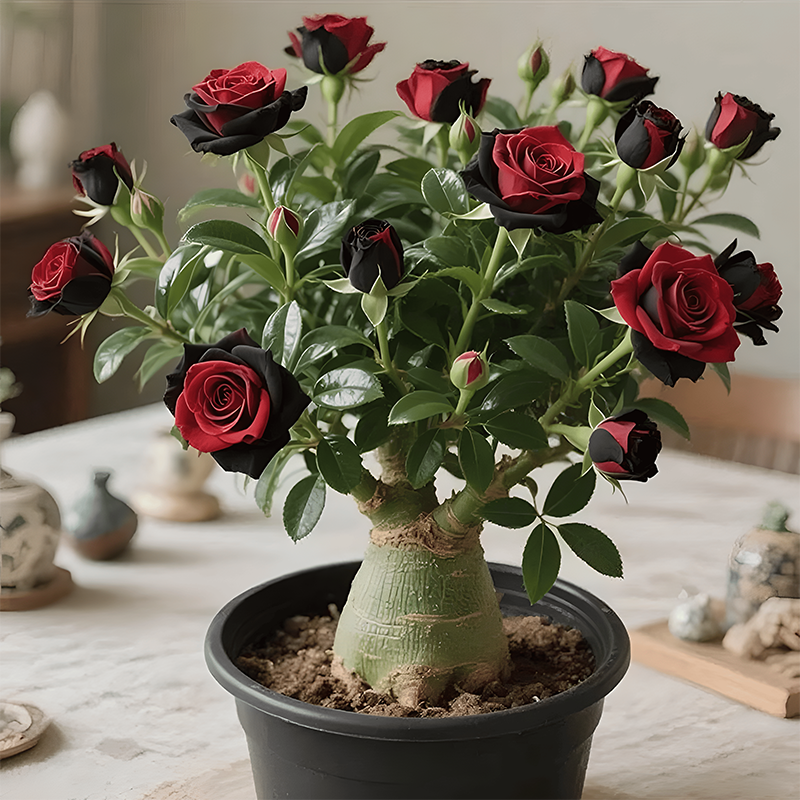 🌵🌺Žarnice puščavske vrtnice-SL