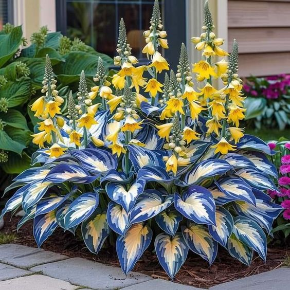 Hardy Beauty: Hosta Flowers Resistant to Shade and Cold-GR
