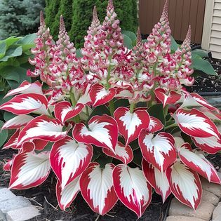 Hardy Beauty: Hosta Flowers Resistant to Shade and Cold-GR