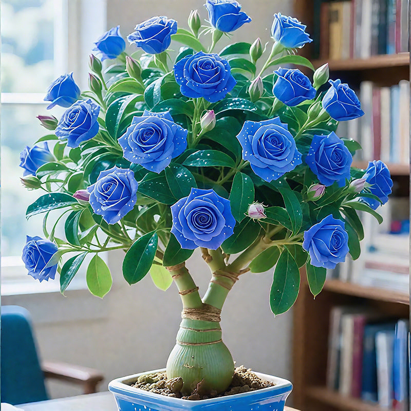🌵🌺Žarnice puščavske vrtnice-SL