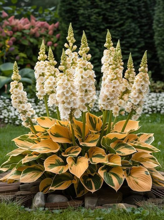Hardy Beauty: Hosta Flowers Resistant to Shade and Cold-GR