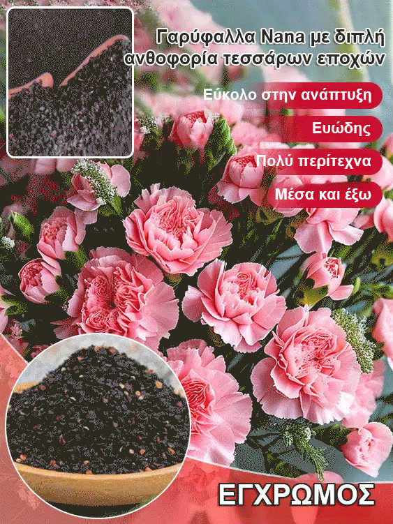 [Cvetijo štirje letni časi] Semena nageljnov z dvojnim cvetom-SL