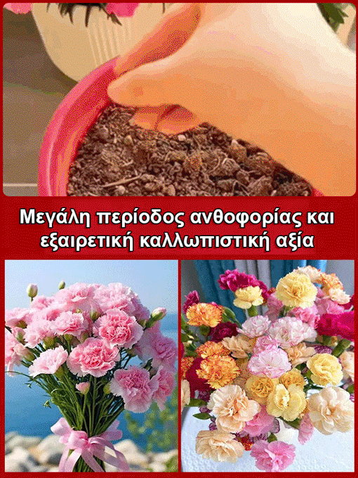 [Cvetijo štirje letni časi] Semena nageljnov z dvojnim cvetom-SL