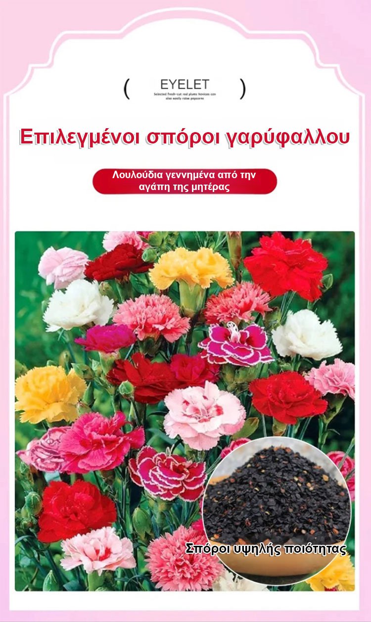 [Cvetijo štirje letni časi] Semena nageljnov z dvojnim cvetom-SL
