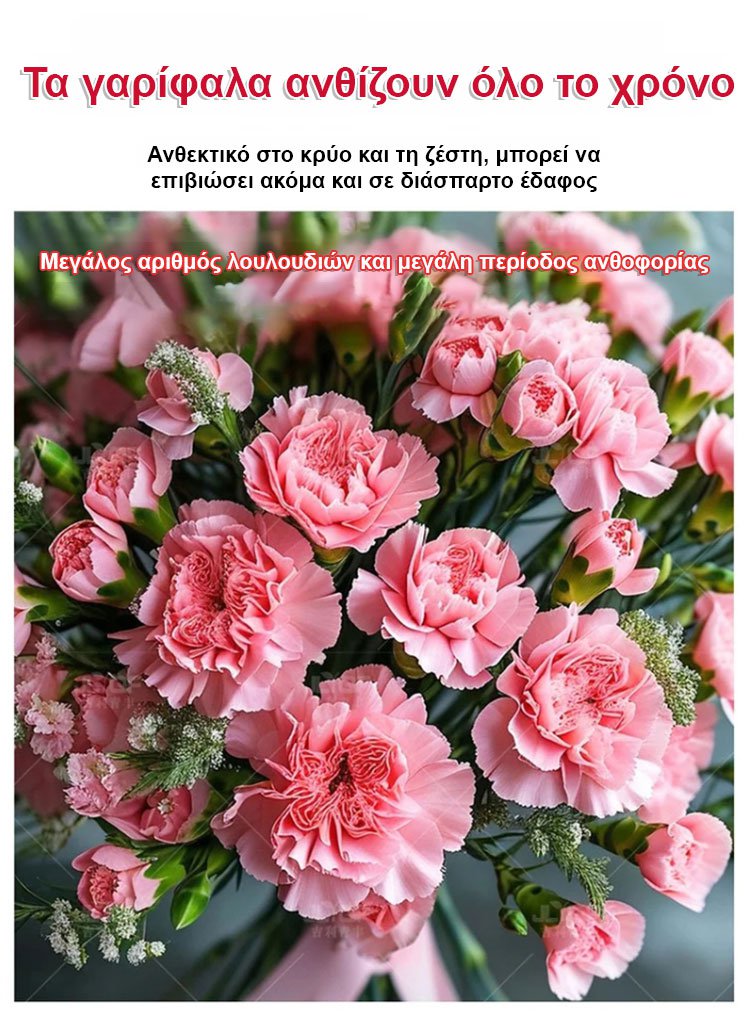 [Cvetijo štirje letni časi] Semena nageljnov z dvojnim cvetom-SL
