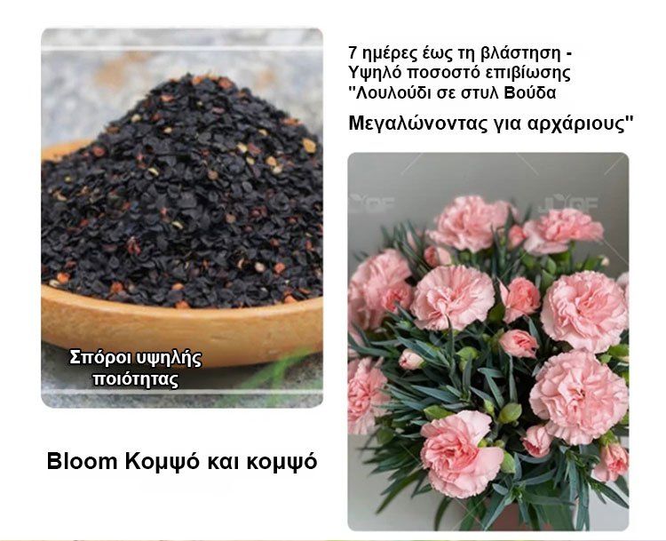 [Cvetijo štirje letni časi] Semena nageljnov z dvojnim cvetom-SL