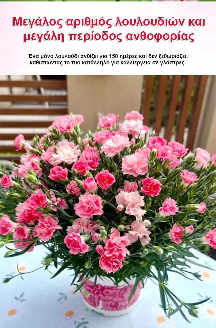 [Cvetijo štirje letni časi] Semena nageljnov z dvojnim cvetom-SL