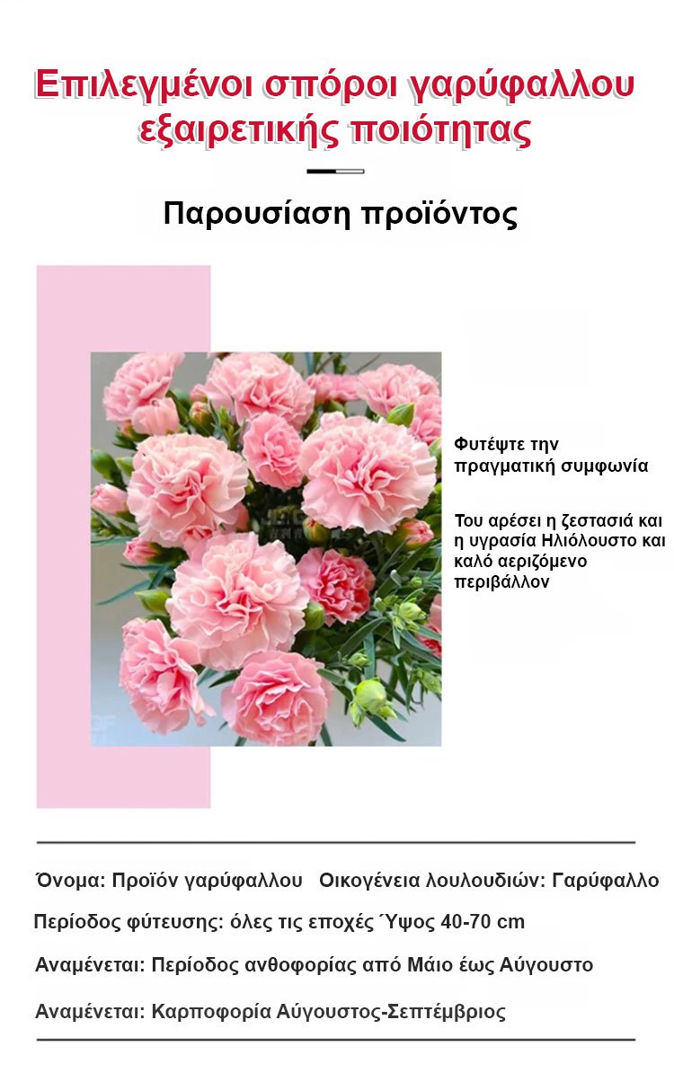 [Cvetijo štirje letni časi] Semena nageljnov z dvojnim cvetom-SL