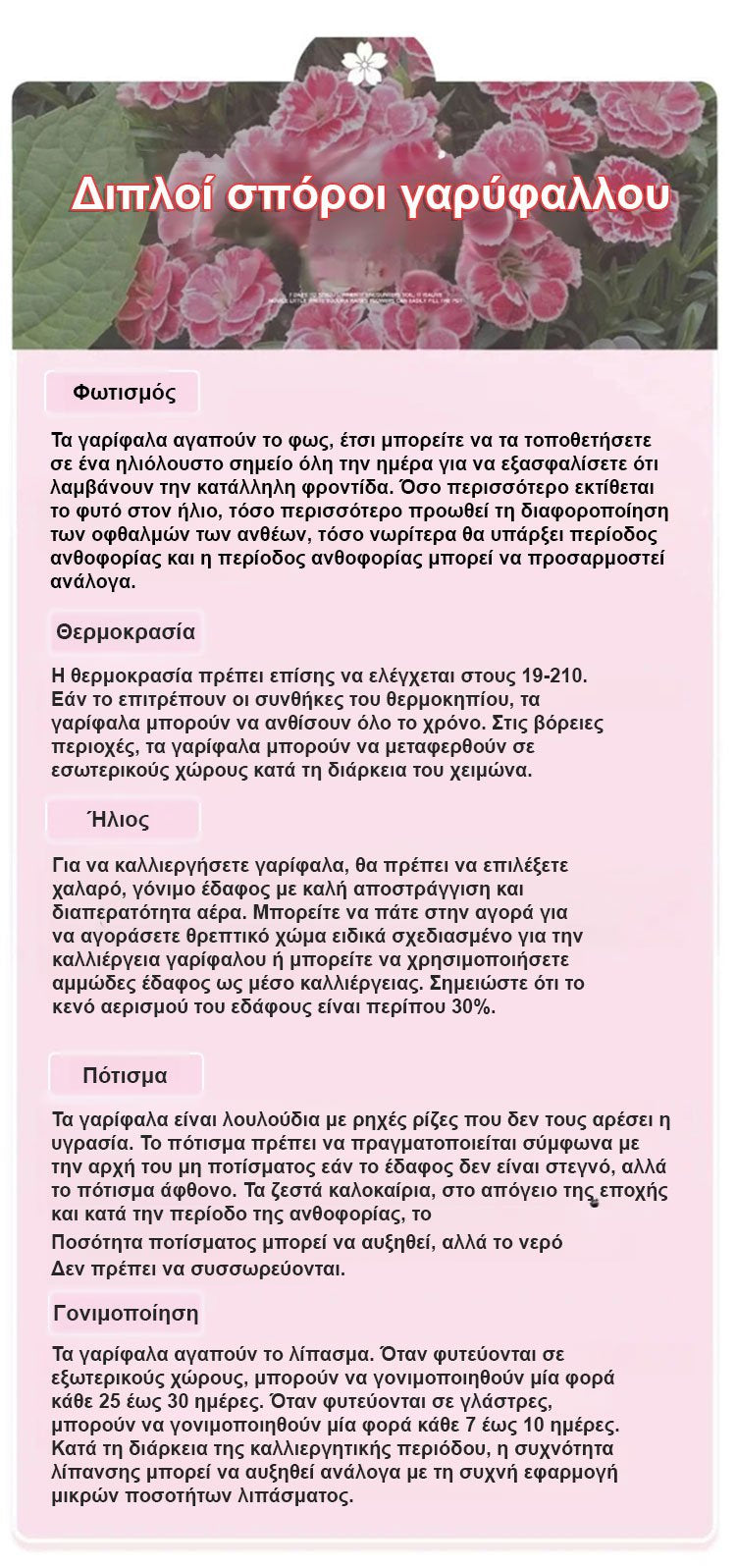 [Cvetijo štirje letni časi] Semena nageljnov z dvojnim cvetom-SL