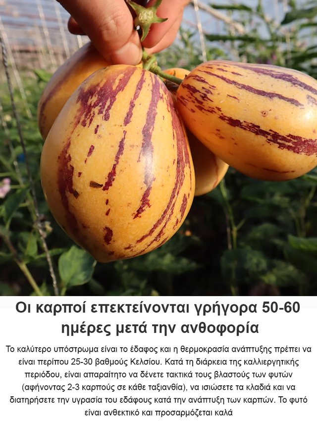 Zniževalec sladkorja in tlaka, mlečen aromatičen rumeni plod, bonsaj ginseng-SL