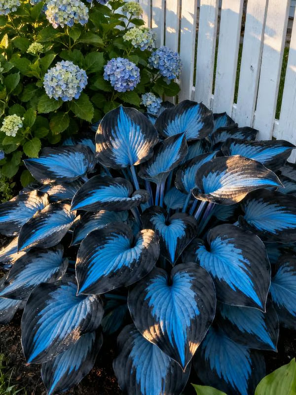 💥Καυτή Προσφορά 2025 🌌Σπόροι Hosta Midnight Blue Heart, ένα πολυετές φυτό που αγαπά τη σκιά για τον κήπο-GR