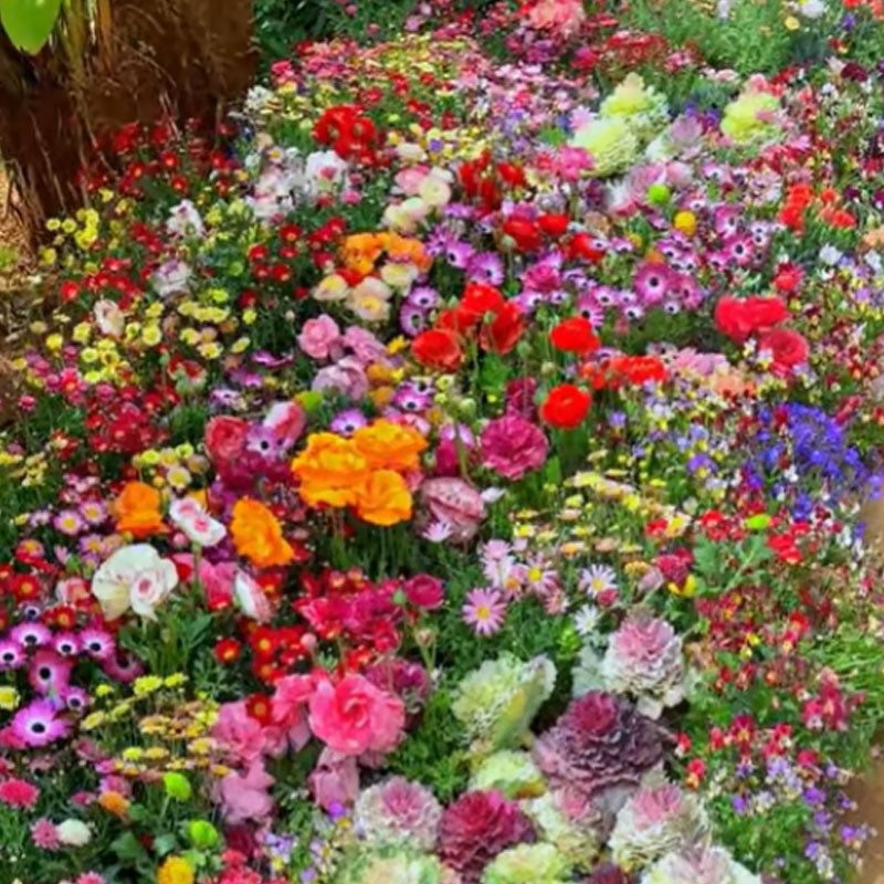 🔥Τελευταία ημέρα εκπτώσεων💐Μεικτοί σπόροι πολυετών λουλουδιών - πάνω από 60 μικτές ποικιλίες-GR