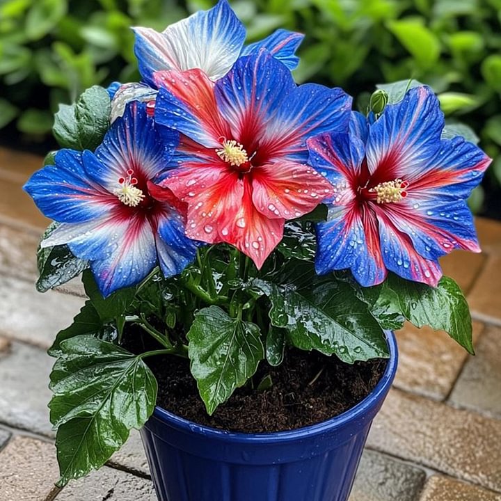 🔥 KARŠTAS IŠPARDAVIMAS - 50% NUOLAIDA 🔥🌸 Dvigubų hibisko sėklos - Lengva auginti 🌸-LT
