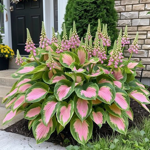 Hardy Beauty: Hosta Flowers Resistant to Shade and Cold-GR