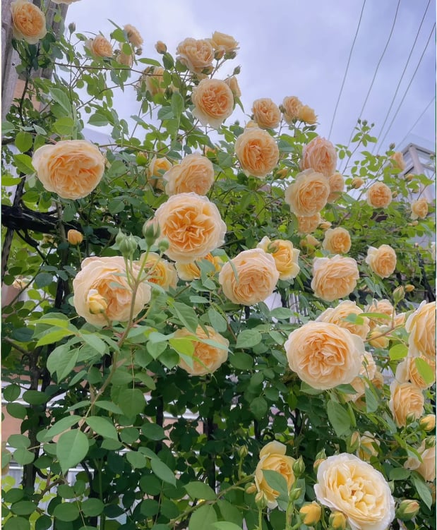 🌺 Αναρριχώμενοι σπόροι τριανταφυλλιάς-GR