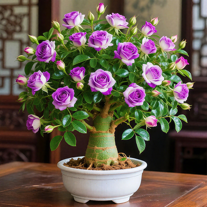 🌵🌺Žarnice puščavske vrtnice-SL