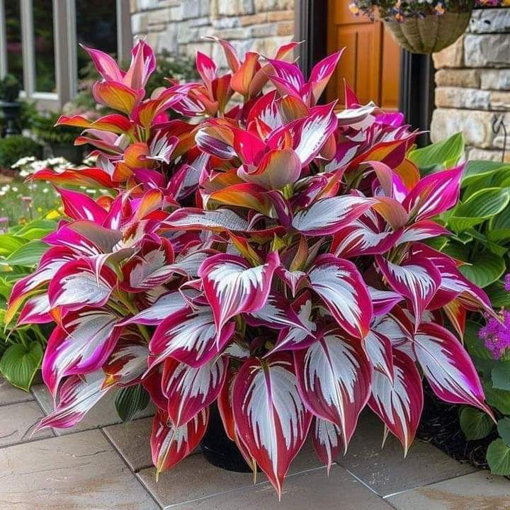 Hardy Beauty: Hosta Flowers Resistant to Shade and Cold-GR