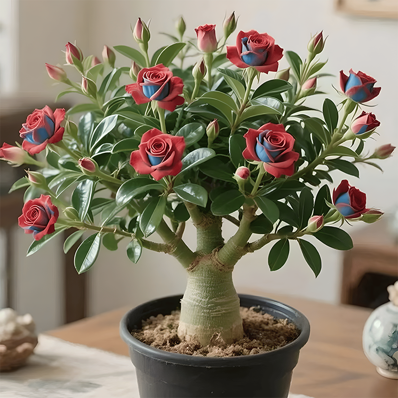 🌵🌺Žarnice puščavske vrtnice-SL