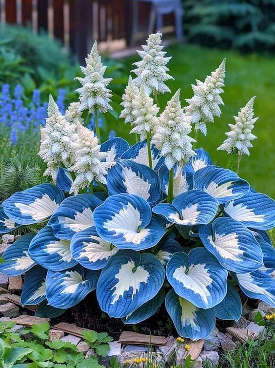 Hardy Beauty: Hosta Flowers Resistant to Shade and Cold-GR
