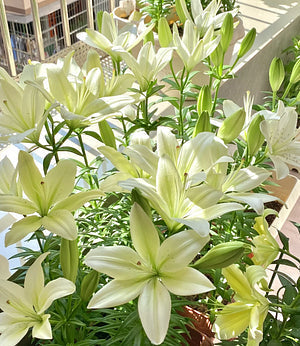 🌺Dišeči čebulice lilij – sveže in sladke-SL